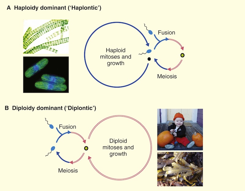 Figure 10: Diagram comparing haploid-dominant to diploid-dominant organisms.