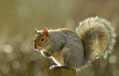 Figure 1: An Eastern Gray Squirrel.