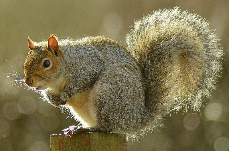 Figura 1: Una ardilla gris del este.