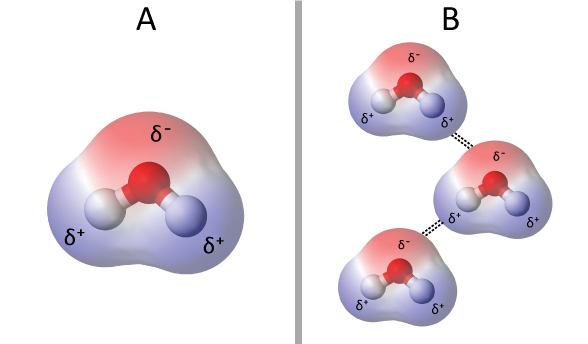 Figure 7: In panel A, a molecule of water, H2O, is shown with uneven electron sharing resulting in a partial negative charge around the oxygen atom and partial positive charges around the hydrogen atoms.  In panel B, three H2O molecules interact favorably, forming a dipole-dipole interaction between the partial charges.