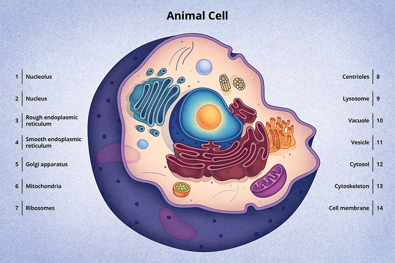 Figura 5: Un diagrama de una célula animal típica.