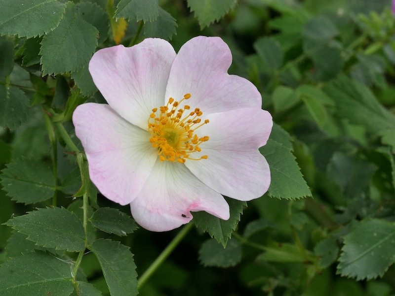 Figure 1:
Old naming convention
Rosa sylvestris alba cum rubore folio glabro
Rosa sylvestris inodora seu canina
Linnaean System
Rosa canina