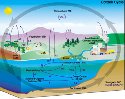 Figure 1: A cartoon of the global carbon cycle. Pools (in black) are gigatons (1Gt = 1x109 Tons) of carbon, and fluxes (in purple) are Gt carbon per year. Illustration courtesy NASA Earth Science Enterprise.