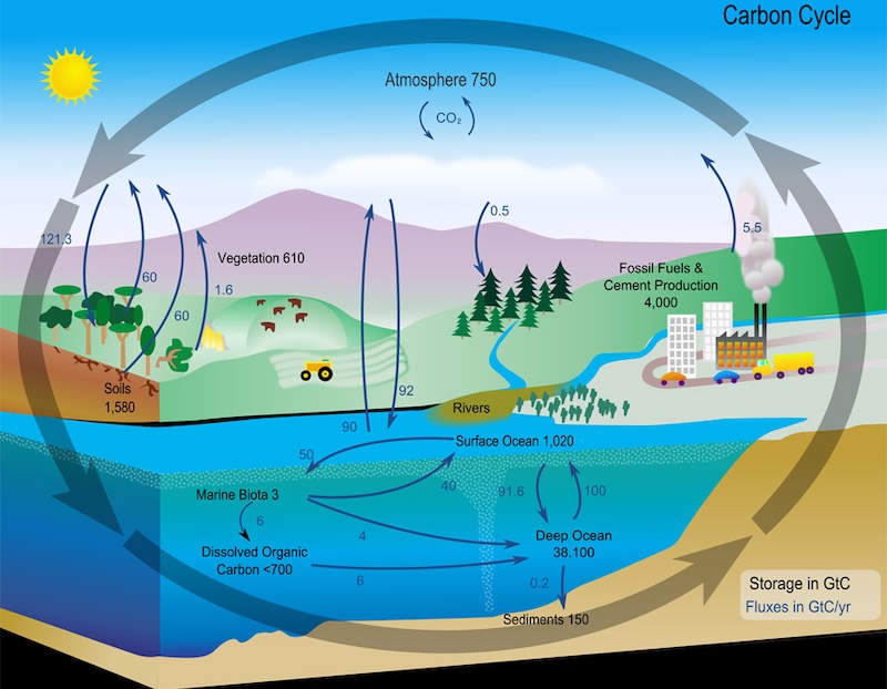 Figure 1: A cartoon of the global carbon cycle. Pools (in black) are gigatons (1Gt = 1x109 Tons) of carbon, and fluxes (in purple) are Gt carbon per year. Illustration courtesy NASA Earth Science Enterprise.