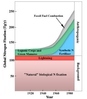 Figure 3: Recent increases in anthropogenic N fixation in relation to “natural” N fixation. Modified from Vitousek, P. M.. and Matson, P. A. (1993). Agriculture, the global nitrogen cycle, and trace gas flux. The Biogeochemistry of Global Change: Radiative Trace Gases. R. S. Oremland. New York, Chapman and Hall: 193-208.