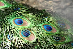 feathers